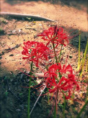 IMG_2509.png