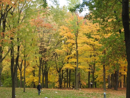 Montreal  Autumn leaves