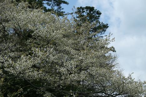 山桜