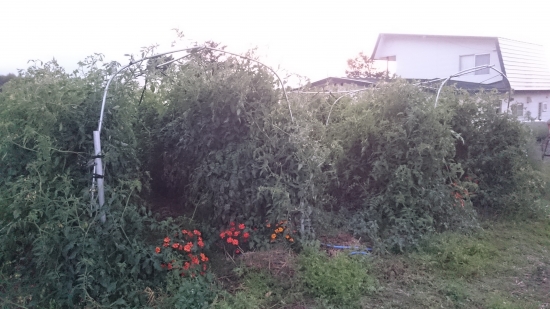 DSC_3530.JPG