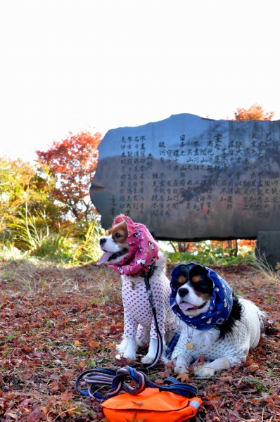 DSC_1042.JPG