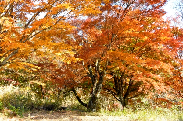 DSC_1057.JPG