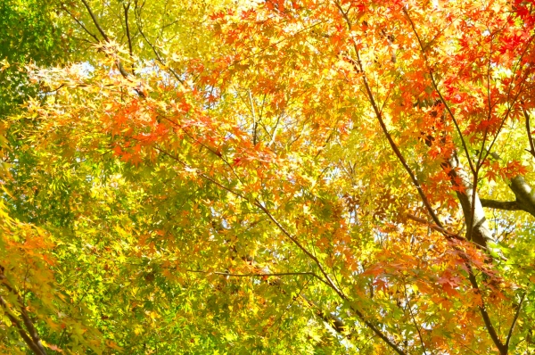 DSC_1059.JPG