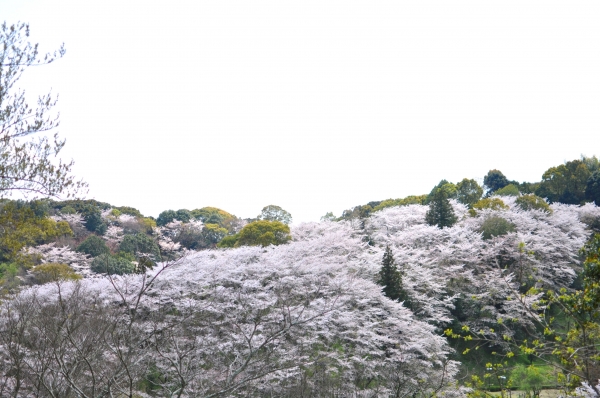 DSC_0623.JPG