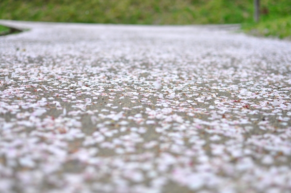 DSC_0627.JPG