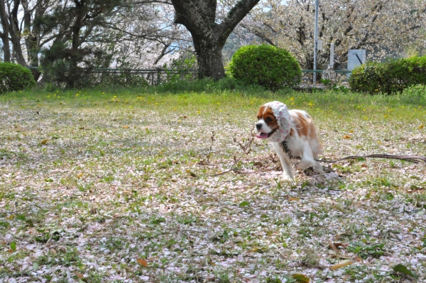 DSC_0676.JPG
