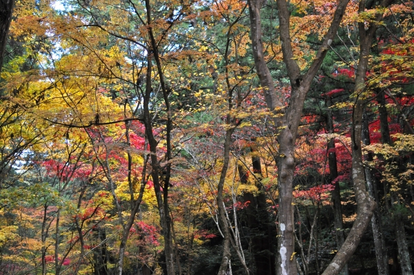 DSC_0669.JPG