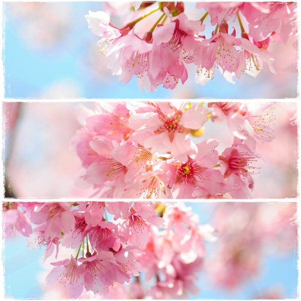 桜.jpg