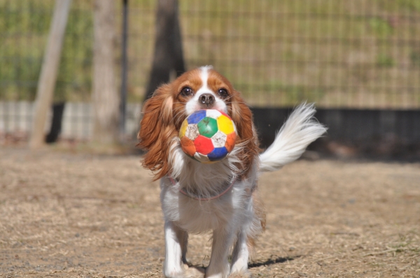DSC_0241.JPG