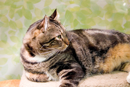 猫さん