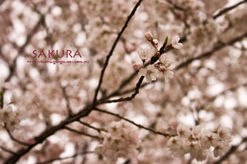 sakura1