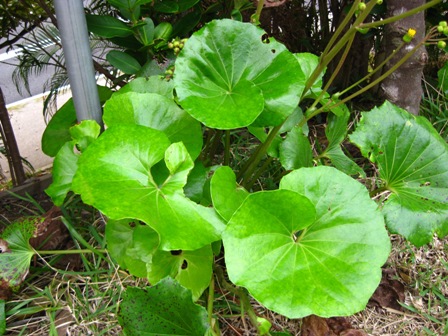 ちぃぱっぱ Okinawa Marine Research Center