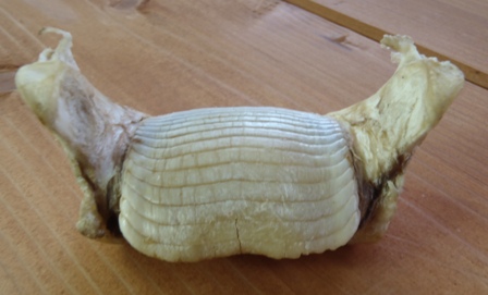 海の生き物たちの骨 Okinawa Marine Research Center