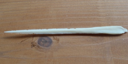 海の生き物たちの骨 Okinawa Marine Research Center