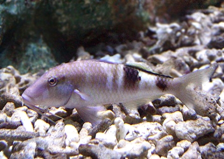 ひげが生えている Okinawa Marine Research Center