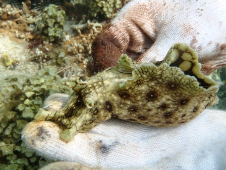 ジャノメアメフラシ Okinawa Marine Research Center