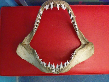 サメとエイ Okinawa Marine Research Center