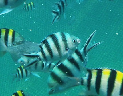 そっくりさんの見分け方 Okinawa Marine Research Center