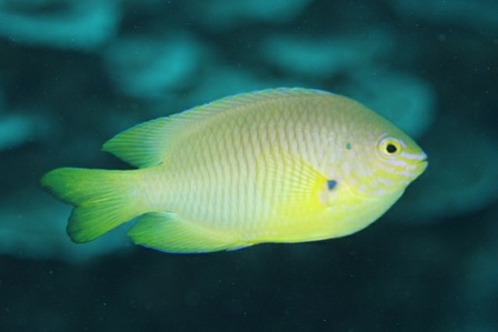 スズメダイ科 Okinawa Marine Research Center