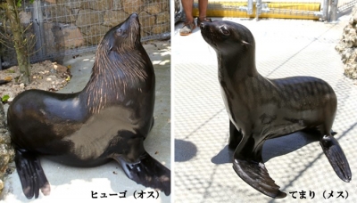 ミナミアメリカオットセイ Okinawa Marine Research Center