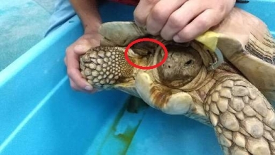 みぎー Okinawa Marine Research Center