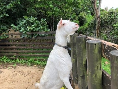 animals3