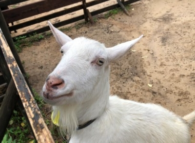 animals2