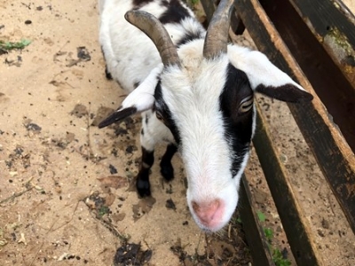 animals4