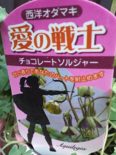 西洋オダマキ