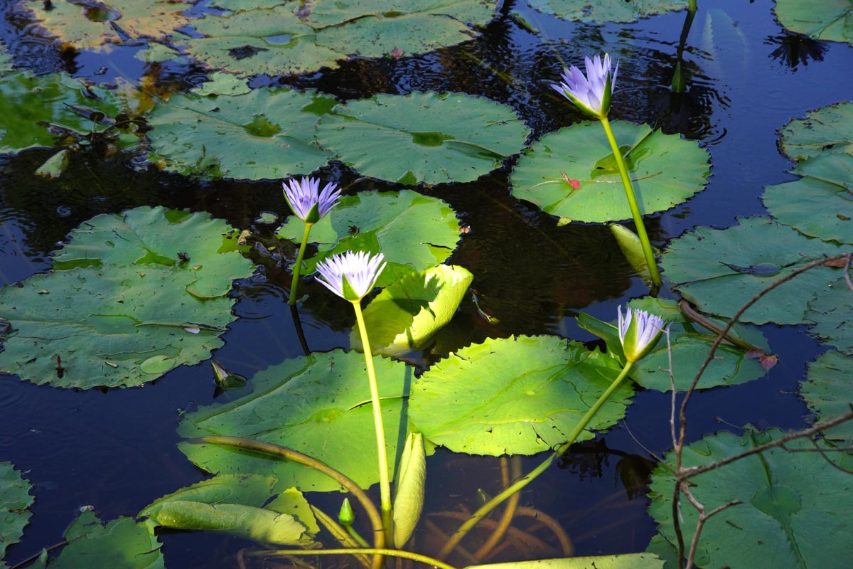 DSC03830_bluelotus.jpg