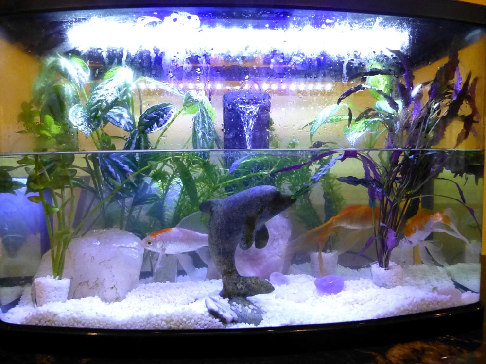 P1060856_fishtank.jpg