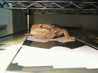 お迎え153日目 新しいケージ | 思い立ったがフトアゴ生活