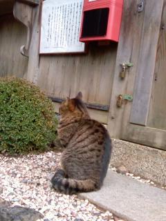 御髪神社の猫