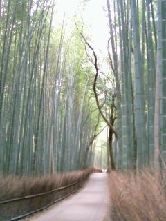 嵐山の竹林