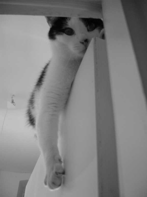 neko
