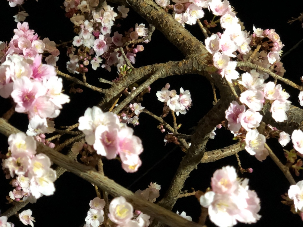 1/26 あたみ桜