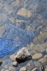 裸眼で見た川の中の魚。