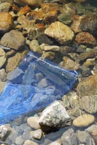 偏光レンズで見た魚