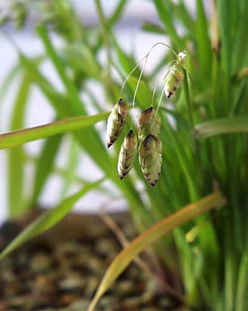 コバンソウ 小判草 別名 タワラムギ 俵麦 花言葉しらべ