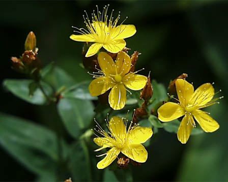 オトギリソウ 弟切草 花言葉しらべ