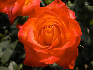 �Х���鯡� �ƥ���󥫡�