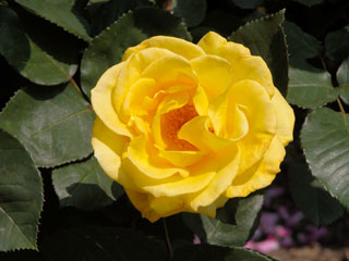 �Х���鯡� �ƥ��󥫡�