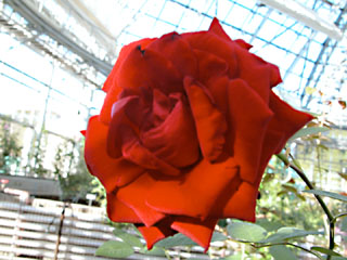 �Х���鯡� �ƥ��󥰥�åɡ��С����ޥ��