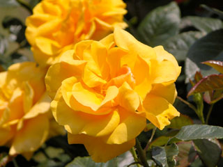 �Х���鯡� �ƥ����륦���󡦥����ǥ󡦥������꡼��