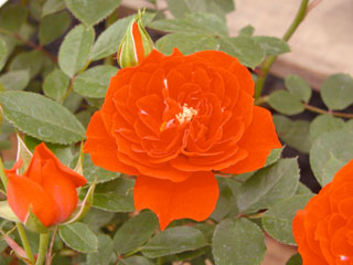 �Х���鯡� �ƥ���󥸡��ᥤ����ǥ��ʡ�