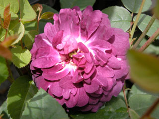 �Х���鯡� �ƥ����ǥ��ʥ롦�ɡ��ꥷ���塼��