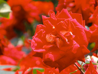 �Х���鯡� �Ƥ����䤭��