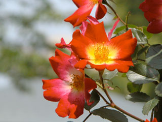 �Х���鯡� �ƥ����ƥ��