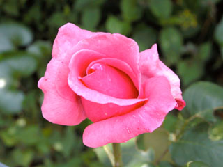 �Х���鯡� �ƥ��꡼�ʡ�