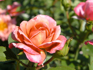 �Х���鯡� �ƥ��쥤�ɥ������ס�